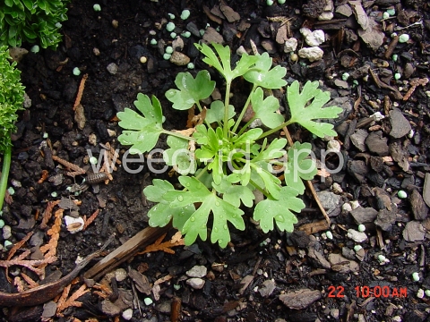 buttercup, crowfoot